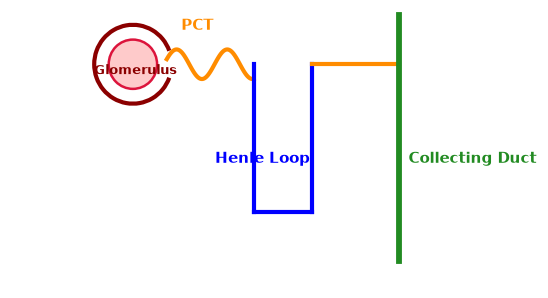 Diagram for this Human Physiology question