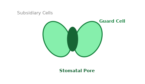 Diagram for this Plant Anatomy & Reproduction question